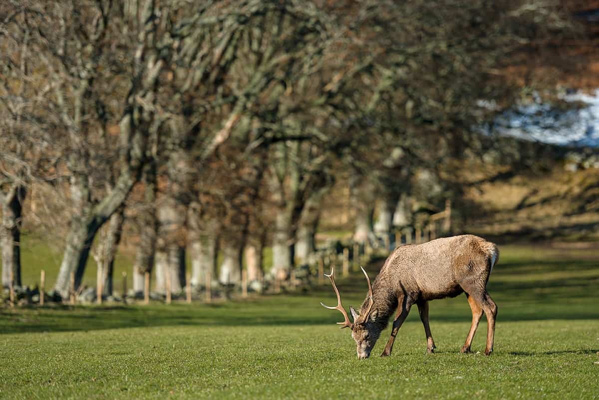 Reindeer