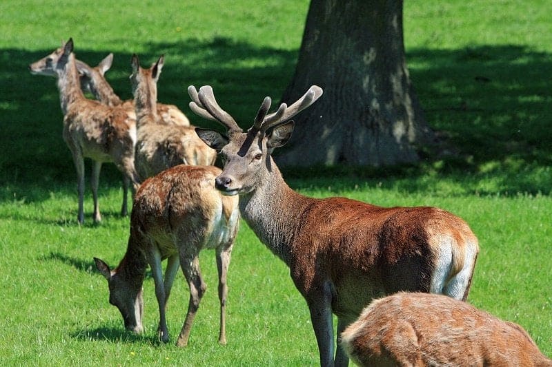 Red Deer