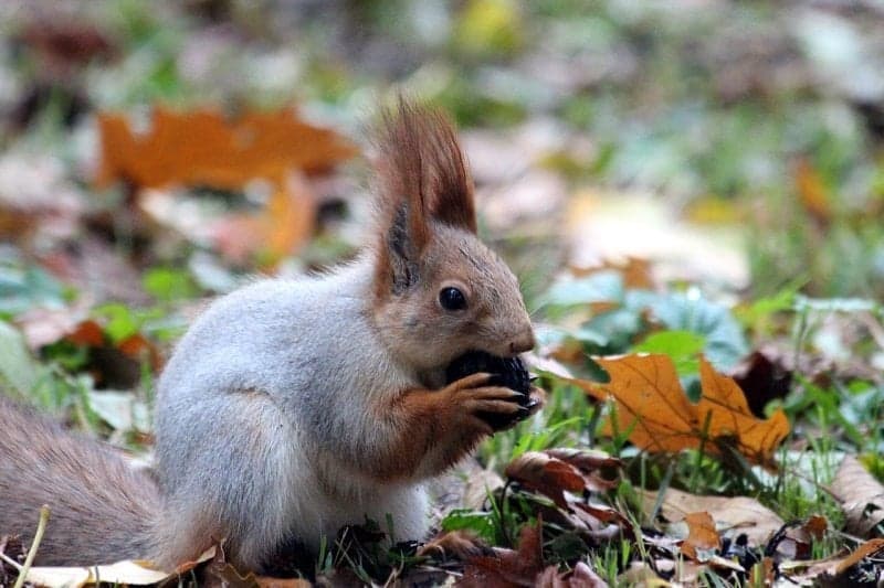 Red Squirrel