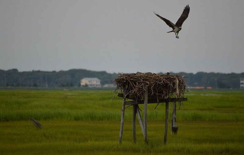 Osprey