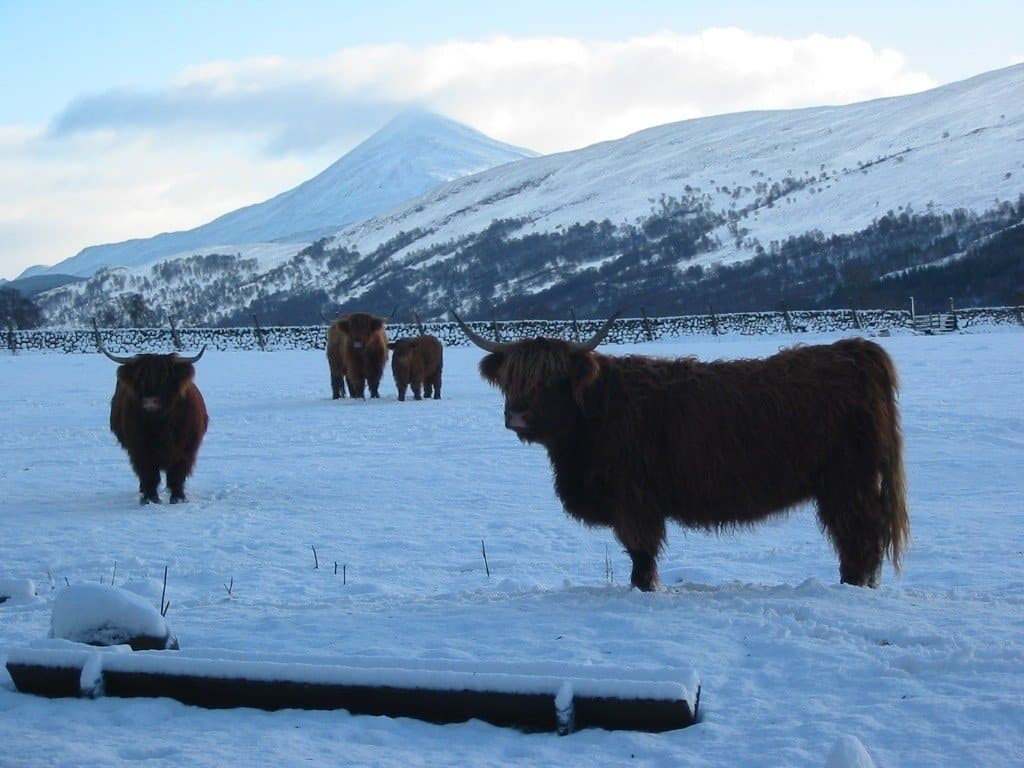 Highland Cattle Rannoch Moor