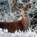 Christmas in Scotland