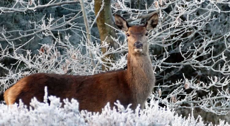 Christmas in Scotland