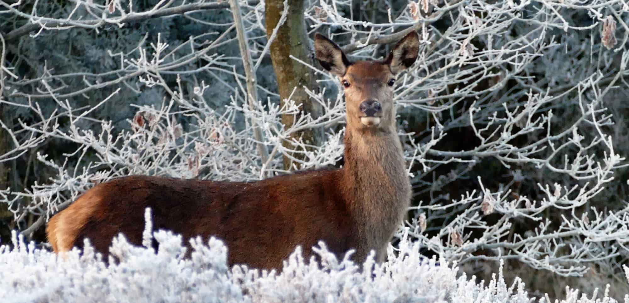 Christmas in Scotland