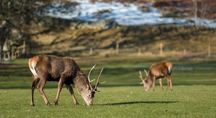 Scotland's native wildlife