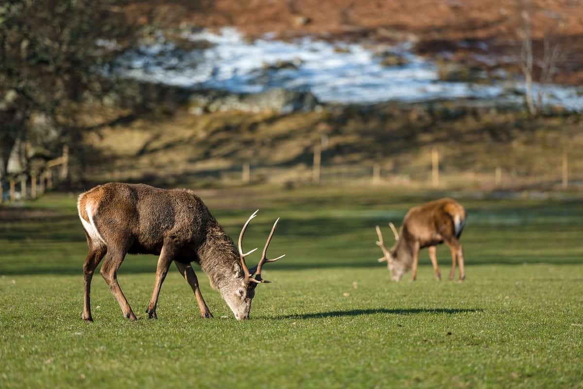 Scotland's native wildlife