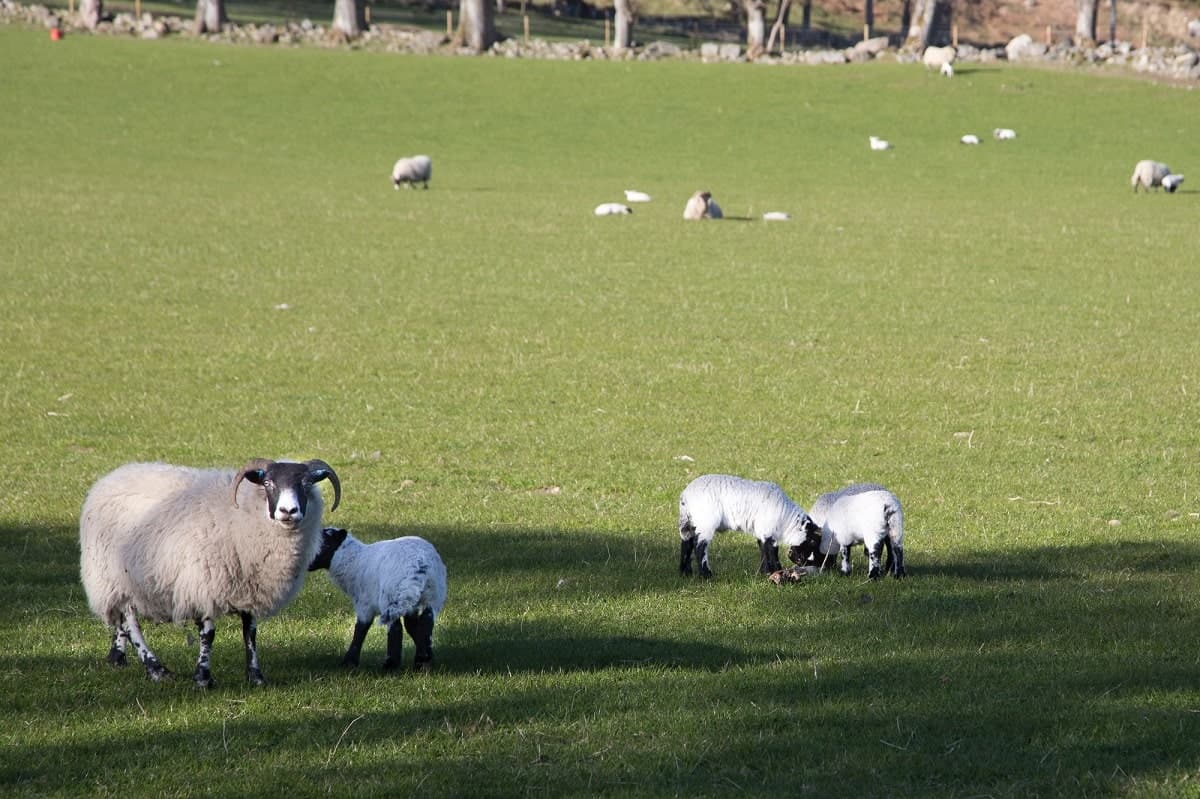 Spring in Scotland