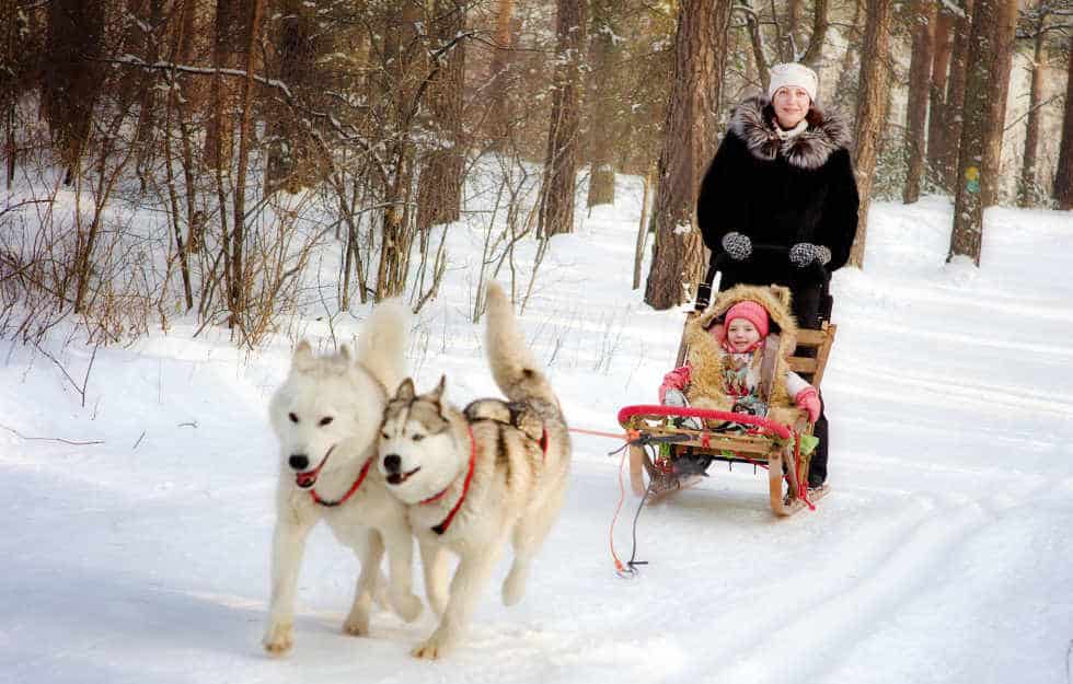 Husky Sledge Rides