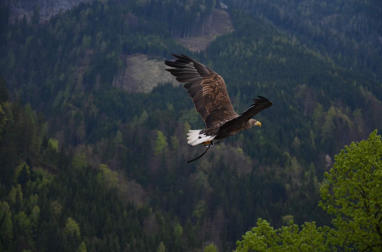 Eagle Spotting