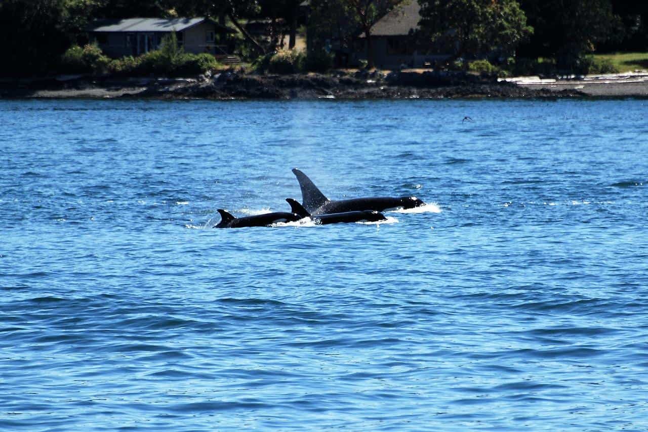 Orcas