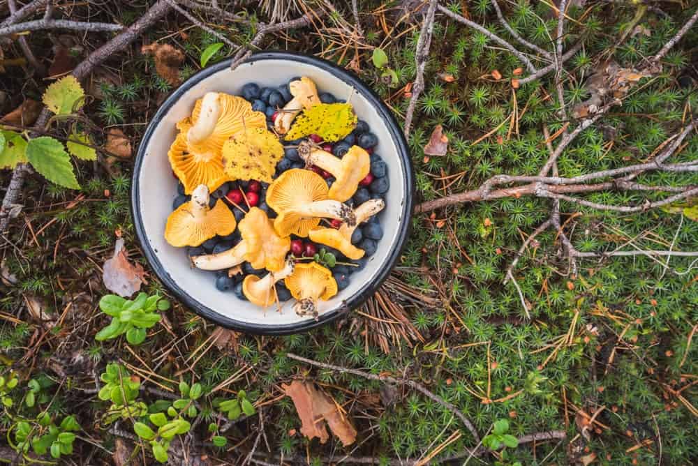Scotland’s foraging guidelines