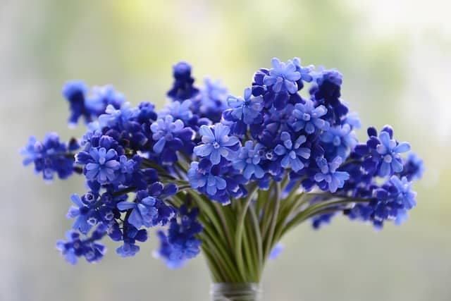 Hyacinth